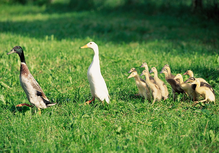 Zwei weiße und braune Enten mit gelb-braunen Entenküken, Enten, Entenküken, Vögeln, Bauernhof, Familie, HD-Hintergrundbild