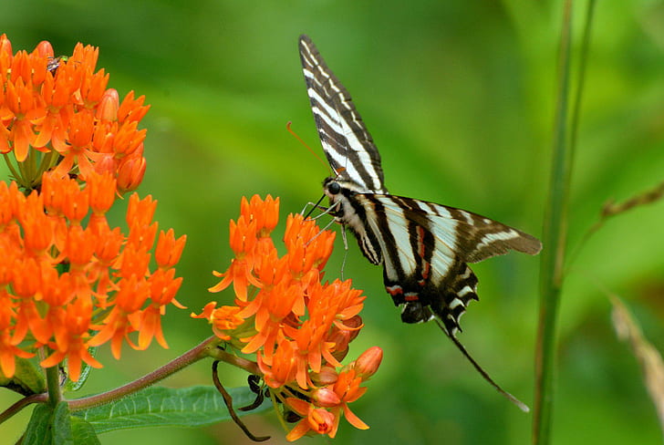 Farfalla Natura Insetti Macro Zoom Chiudi Sfondo libero, farfalla bianca e marrone, insetti, sfondo, farfalla, chiudi, macro, natura, zoom, Sfondo HD