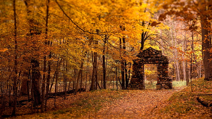 yellow leafed trees, brown forest field during daytime, fall, nature, trees, leaves, ruin, HD wallpaper