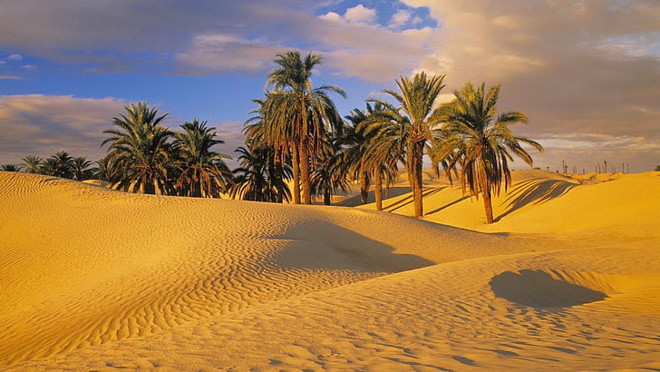 desierto, naturaleza, oasis, palmeras, HD wallpaper