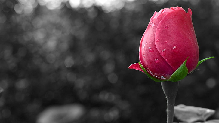 ดอกไม้สีสาด - ภาพถ่าย HD วอลล์เปเปอร์, วอลล์เปเปอร์ HD
