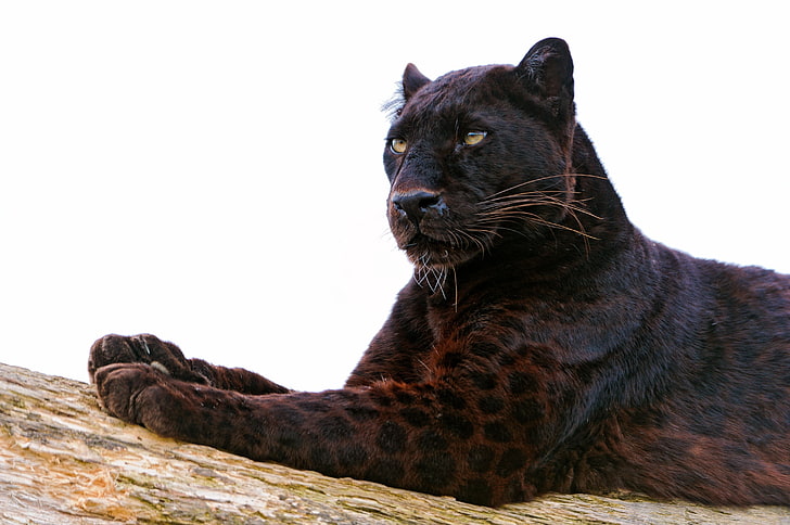 tigre nera e marrone, pantera, zampa, sdraiati, predatore, gatto grande, Sfondo HD