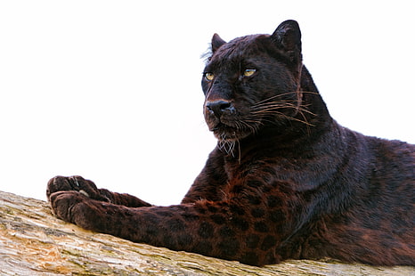 svart och brun tiger, panter, tass, ligga ner, rovdjur, stor katt, HD tapet HD wallpaper