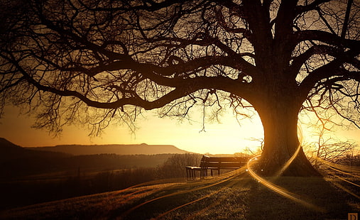 سحر الخريف ، صورة ظلية تصوير شجرة عارية ، مواسم ، خريف ، خريف ، خريف سحري ، شجرة عارية، خلفية HD HD wallpaper