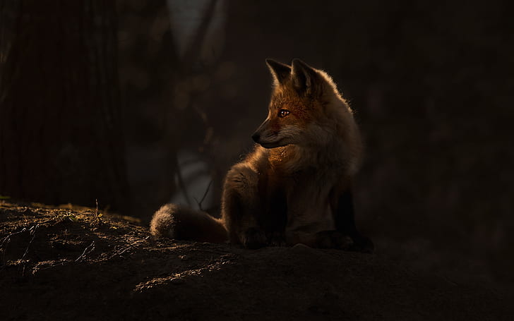 dark, fox, animals, mammals, HD wallpaper
