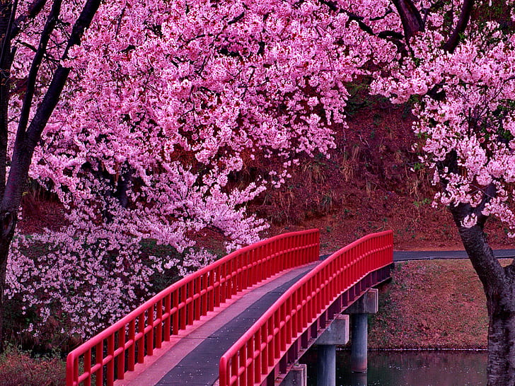 Jembatan Di Bawah Pohon Mekar, jembatan, taman, alam, pohon, taman, indah, bunga, berwarna merah muda, musim semi, hutan, damai, sakura, Wallpaper HD