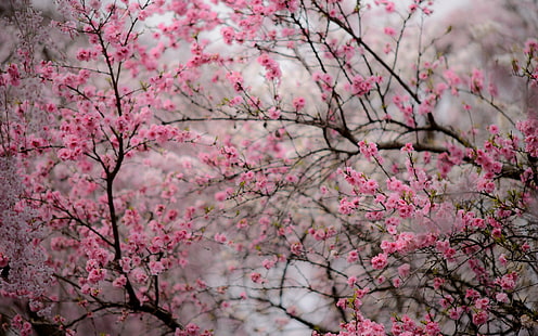 gambar latar belakang desktop cherry blossom, Wallpaper HD HD wallpaper