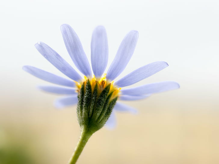 untitled, Into the light, untitled, Blume, 35mm, F2.4, Makro, close up, flower, macro, nature, plant, daisy, close-up, summer, petal, springtime, beauty In Nature, yellow, flower Head, single Flower, outdoors, blossom, botany, HD wallpaper