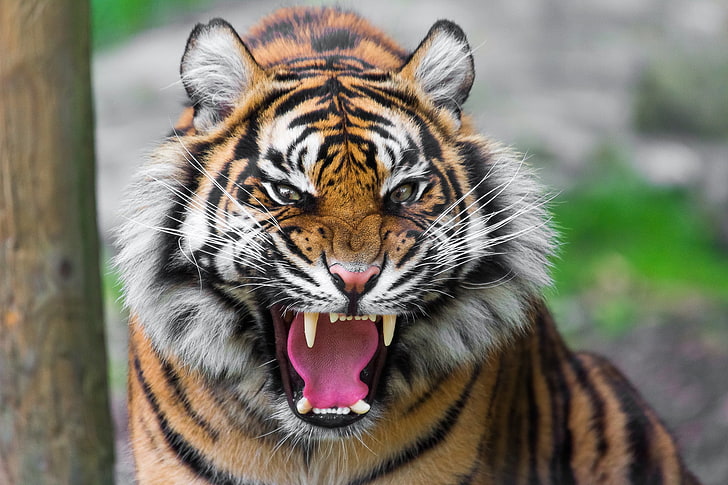 взрослый тигр, тигр, хищник, зубы, злость, агрессия, HD обои
