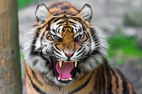 взрослый тигр, тигр, хищник, зубы, злость, агрессия, HD обои HD wallpaper