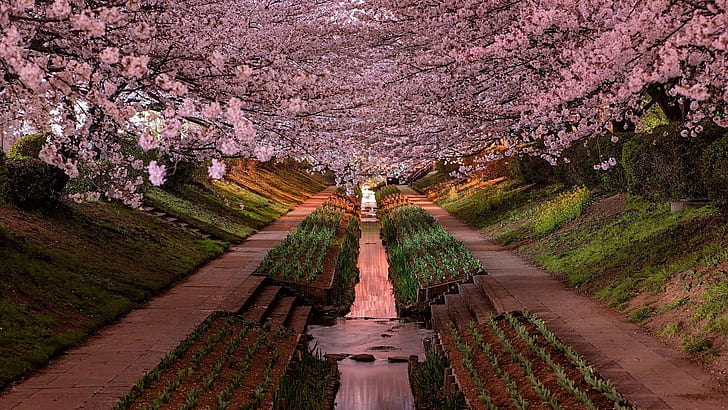 Japon, Yokohama, fleur de cerisier, jardin, Fond d'écran HD