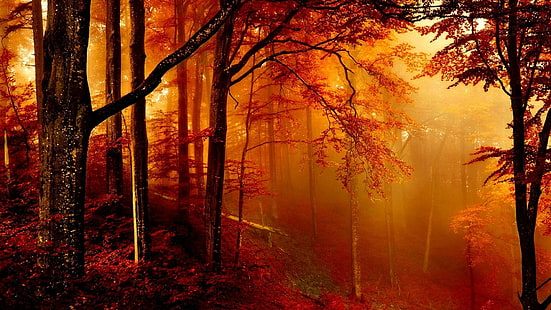自然、森、秋、落葉樹、森林、葉、霧、枝、霧、木、霧、霧、魅惑、 HDデスクトップの壁紙 HD wallpaper