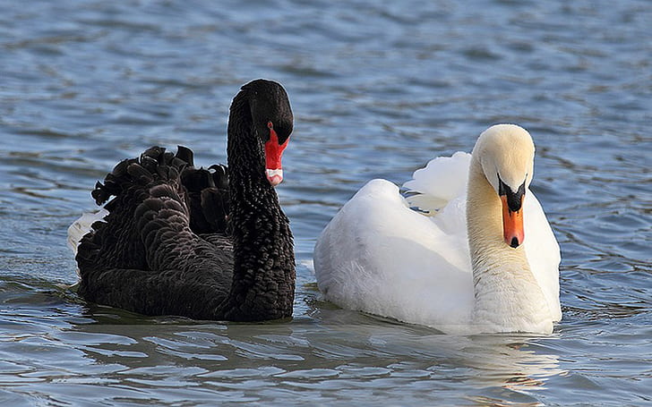 Черно-бял лебед, плуване в езерото HD тапети за мобилни телефони и лаптопи, HD тапет