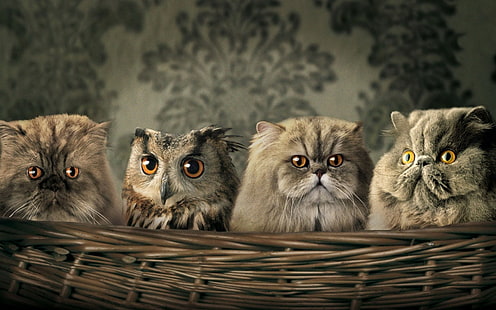 three gray cats and one gray owl, animals, cat, owl, humor, baskets, HD wallpaper HD wallpaper