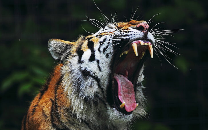 brauner und schwarzer Tiger, Tiere, Natur, Tiger, Gähnen, große Katzen, Reißzähne, Zungen, HD-Hintergrundbild