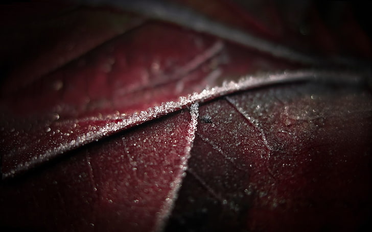 silver-colored chain necklace, macro, leaves, frost, nature, HD wallpaper