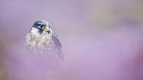 Uccelli, Peregrine Falcon, Sfondo HD HD wallpaper