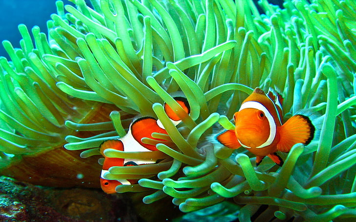 Anemonenfisch, HD-Hintergrundbild