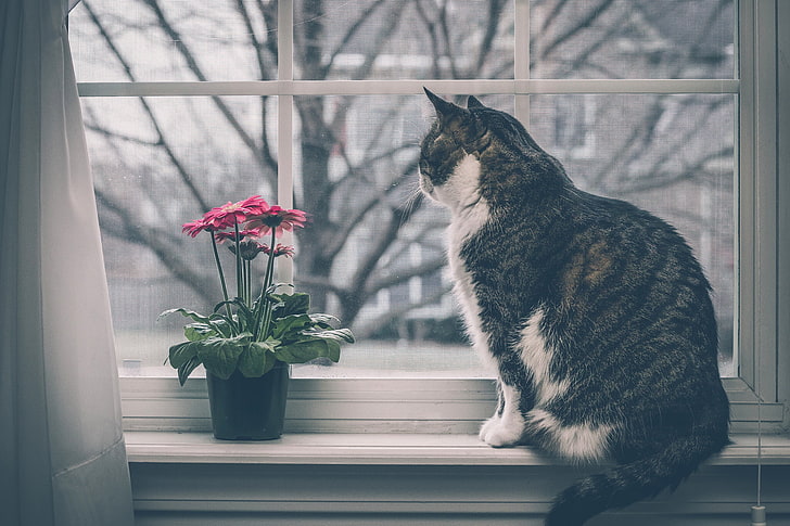 черно-бяла котка, котка, перваза на прозореца, цветя, прозорец, HD тапет