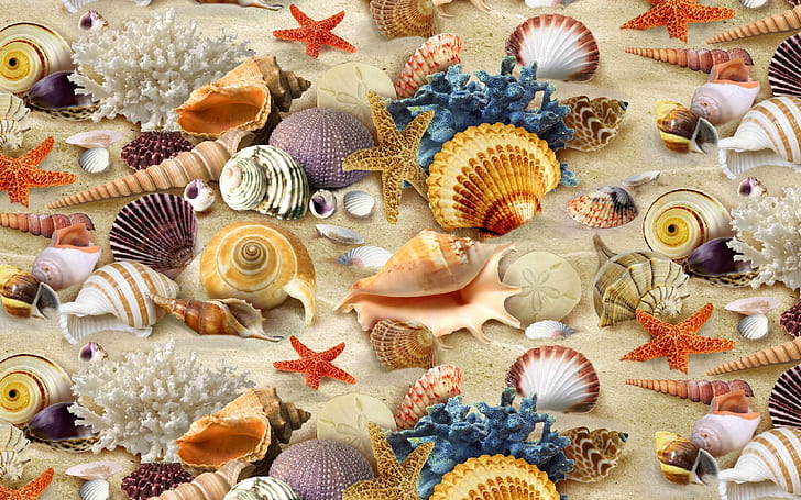 Deniz sembolleri, kabukları, mercan, kum, plaj, muhteşem, HD masaüstü duvar kağıdı