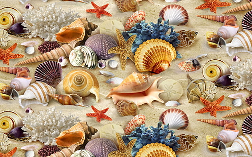 海のシンボル、貝、サンゴ、砂、ビーチ、ゴージャス、 HDデスクトップの壁紙 HD wallpaper