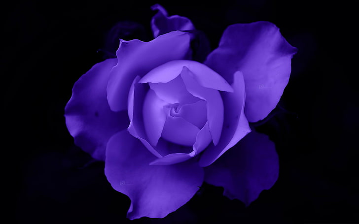 fantasy rose-Flowers Photo Desktop Wallpaper, purple rose flower, HD wallpaper