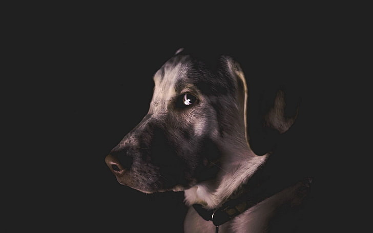 adult yellow Labrador retriever, dogs, face, shadow, profile, eyes, HD wallpaper