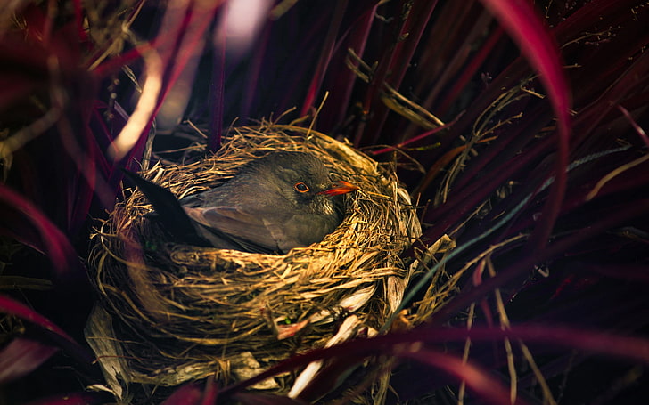 brown bird's nest, bird, nest, sitting, grass, HD wallpaper