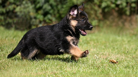pastor alemán, perrito, perro, lindo, animales, Fondo de pantalla HD HD wallpaper