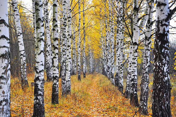 https://p4.wallpaperbetter.com/wallpaper/451/971/635/autumn-nature-birch-wallpaper-preview.jpg