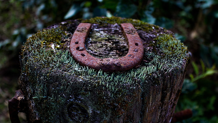 tree stump, lichen, wood, macro, depth of field, nature, rust, horseshoes, Taking Design, HD wallpaper