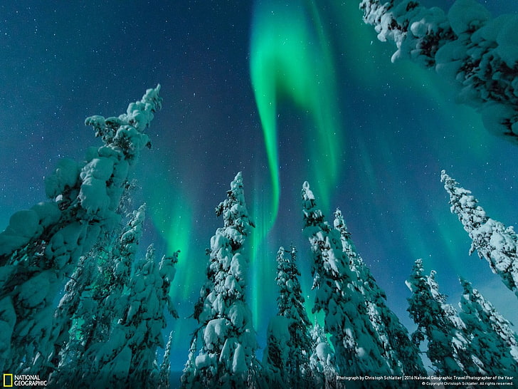 Northern lights snowy forest-National Geographic W.., HD wallpaper |  Wallpaperbetter