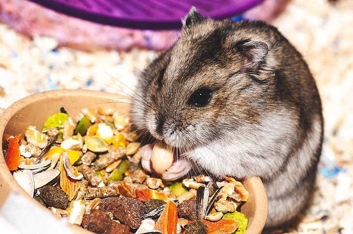 brown rodent pet, hamster, eat, funny, cute, rodent, HD wallpaper