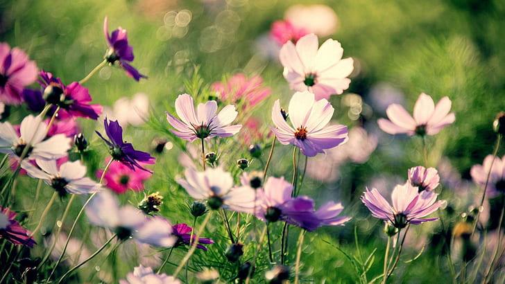핑크 코스모스 꽃, 화이트 퍼플 핑크 멀티 꽃잎 꽃, 꽃, 1920x1080, 코스모스, HD 배경 화면