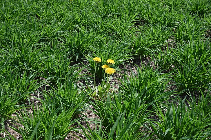 трева, жълти цветя, HD тапет