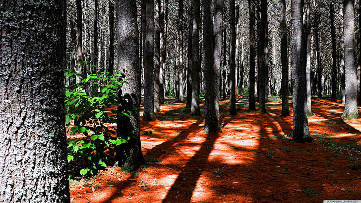 ภาพ 4k, ภาพถ่ายป่า, วอลล์เปเปอร์ HD