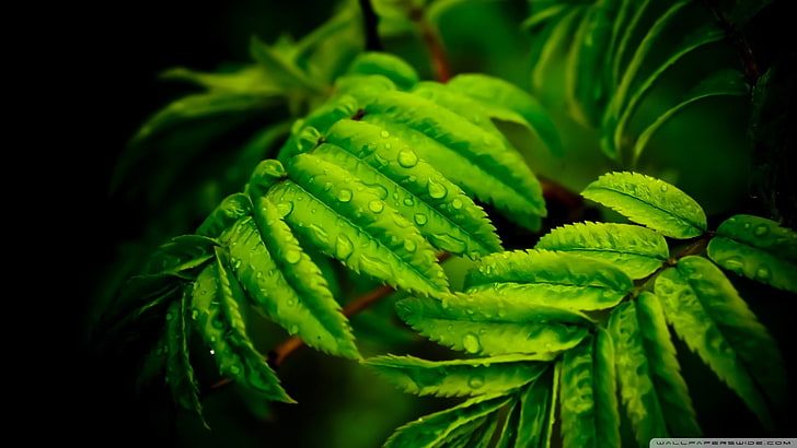 grüne Blattanlage, Nahaufnahme, Blätter, Natur, Pflanzen, HD-Hintergrundbild
