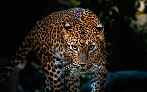 Gatos, Jaguar, Animal, Big Cat, depredador (Animal), Fondo de pantalla HD HD wallpaper