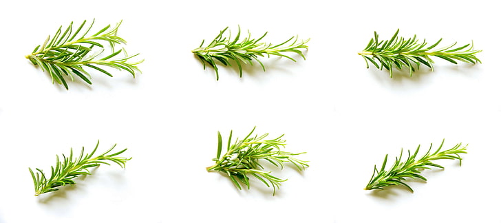 aromatic, bio, bowl, collection, cooking, delicious, diet, dieting, dish, eat, eating, farm, food, fresh, gourmet, green, healthful, healthy, kitchen, lunch, natural, organic, pool, raw, rosemary, set, simple, spice, tasty, HD wallpaper