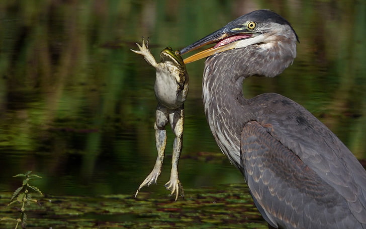 pelicano-cinzento, fotografia, animais, pássaros, sapo, HD papel de parede