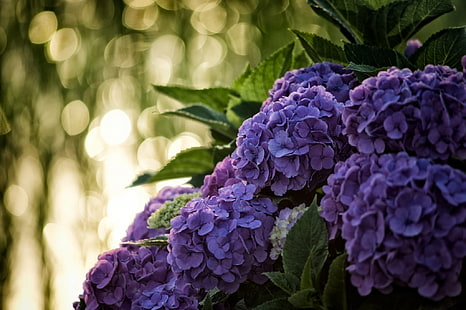 Makro, Blütenstand, Hortensie, HD-Hintergrundbild HD wallpaper