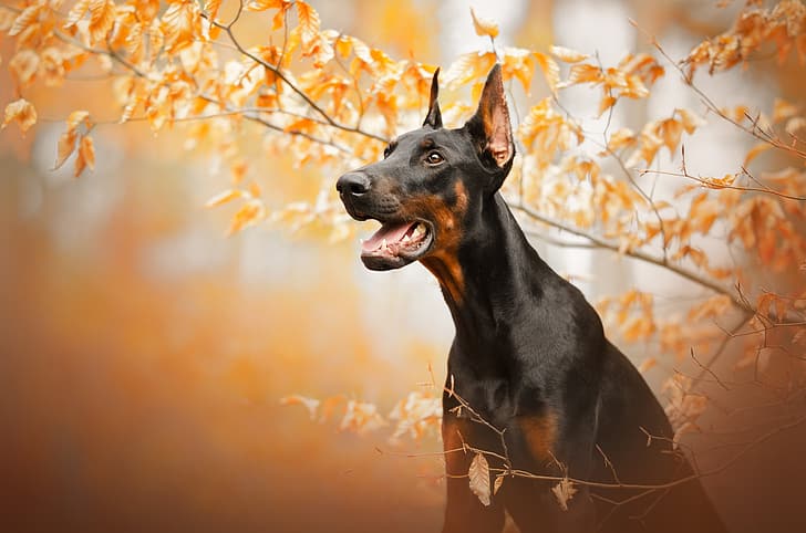 autumn, face, branches, dog, Doberman, HD wallpaper