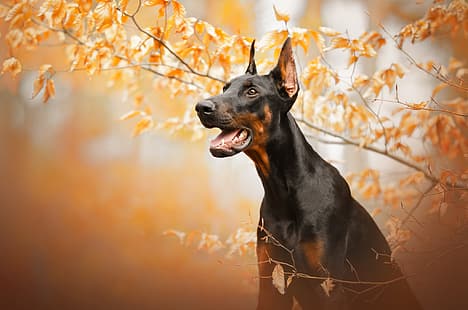  autumn, face, branches, dog, Doberman, HD wallpaper HD wallpaper