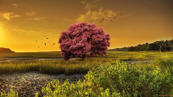 sunset, lonely tree, field, birds, blooming tree, japanese maple, wetlands, stunning, scenery, beautiful, HD wallpaper