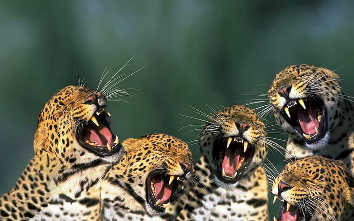 Junggesellenabschied !!!, Männchen, Tier, Löwe, Schnee, Leopard, böse Katze, Desktop, Weibchen, Tiger, Tiger, HD-Hintergrundbild