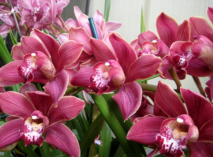pink orchid flowers, orchids, flowers, herbs, beauty, HD wallpaper
