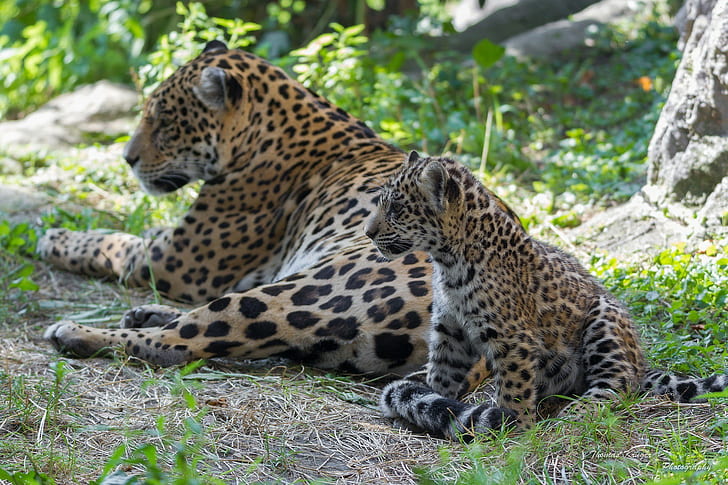 Jaguares, gatos selvagens, leopardo adulto e bebê leopardo, bebê, casal, família, onças-pintadas, gatos selvagens, mãe, predadores, HD papel de parede