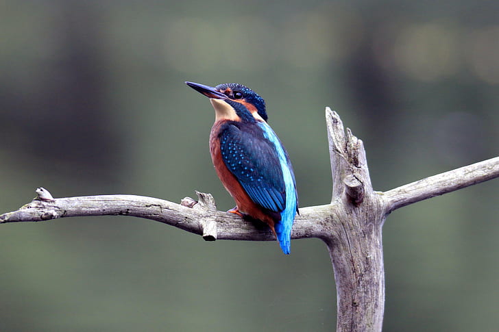 blue and red bird on gray branch selective photo, european kingfisher, european kingfisher, European Kingfisher, blue and red, red bird, gray, branch, selective, photo, British birds, British wildlife, bird, wildlife, nature, animal, beak, kingfisher, multi Colored, bee-Eater, bird Watching, animals In The Wild, HD wallpaper