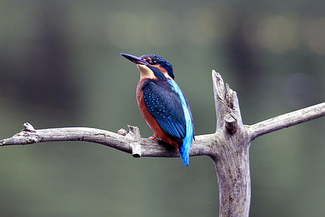blue and red bird on gray branch selective photo, european kingfisher, european kingfisher, European Kingfisher, blue and red, red bird, gray, branch, selective, photo, British birds, British wildlife, bird, wildlife, nature, animal, beak, kingfisher, multi Colored, bee-Eater, bird Watching, animals In The Wild, HD wallpaper HD wallpaper
