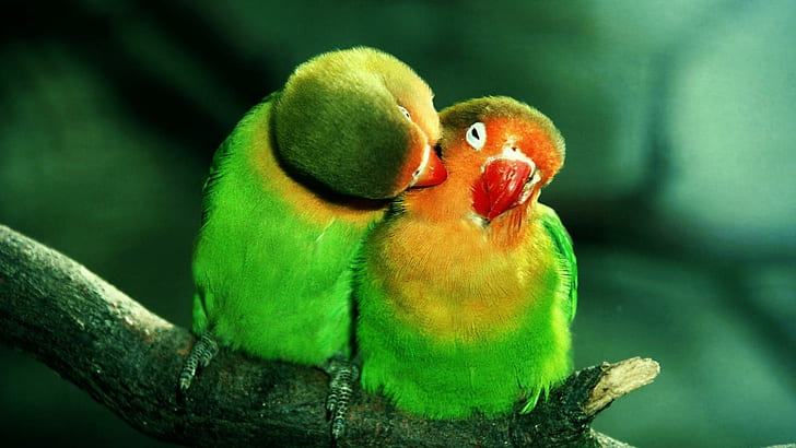 Pair Of Green Parrots, parrots, pair, birds, green, animals, HD wallpaper